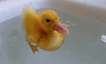 A baby duck swimming in a bathtub